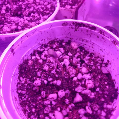H3hemp (zumbi bride) growlog photo: Dia anterior já observei que tinha saído as primeiras mudas hoje elas estão fortes e algumas já saíram até a casca 