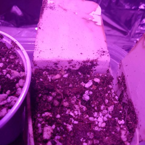 H3hemp (zumbi bride) growlog photo: Dia anterior já observei que tinha saído as primeiras mudas hoje elas estão fortes e algumas já saíram até a casca 