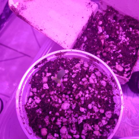H3hemp (zumbi bride) growlog photo: Dia anterior já observei que tinha saído as primeiras mudas hoje elas estão fortes e algumas já saíram até a casca 