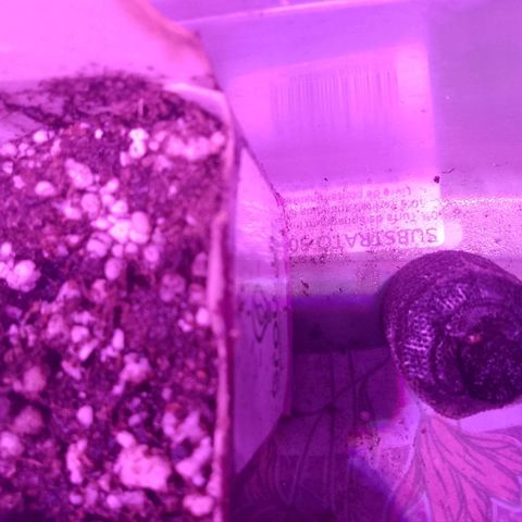 H3hemp (zumbi bride) growlog photo: Dia anterior já observei que tinha saído as primeiras mudas hoje elas estão fortes e algumas já saíram até a casca 