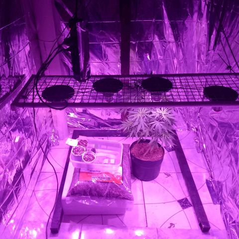 H3hemp (zumbi bride) growlog timeline photo