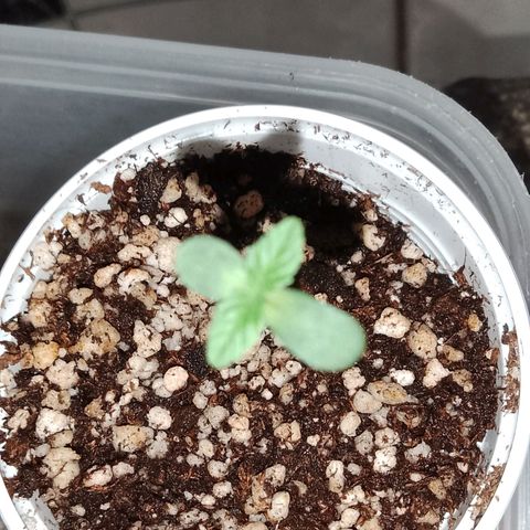 H3hemp (zumbi bride) growlog photo: Temperatura interna 24.5 
Umidade interna 68%