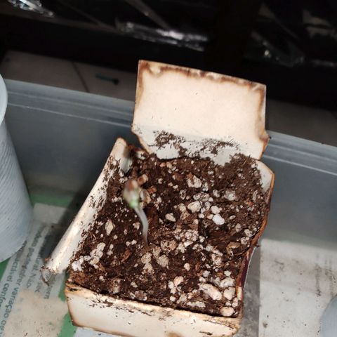 H3hemp (zumbi bride) growlog photo: Temperatura interna 24.5 
Umidade interna 68%
