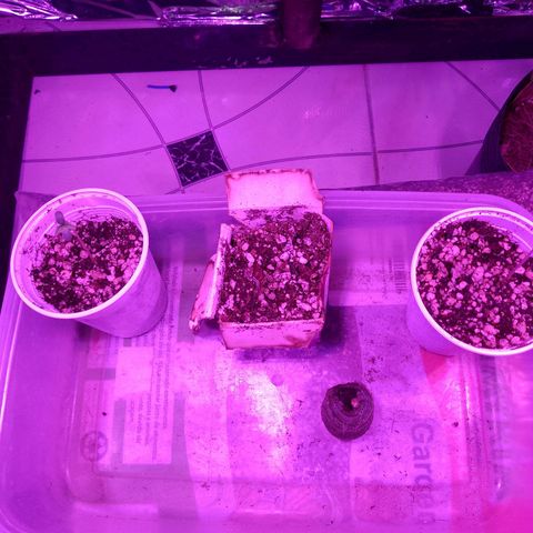 H3hemp (zumbi bride) growlog photo: Temperatura interna 24.5 
Umidade interna 68%