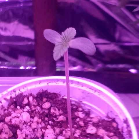 H3hemp (zumbi bride) growlog photo: Temperatura interna 24.5 
Umidade interna 68%