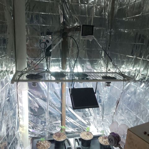 H3hemp (zumbi bride) growlog timeline photo