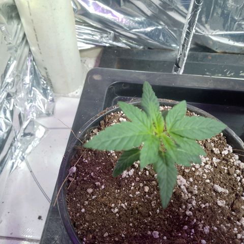 H3hemp (zumbi bride) growlog timeline photo