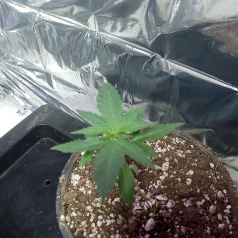 H3hemp (zumbi bride) growlog timeline photo