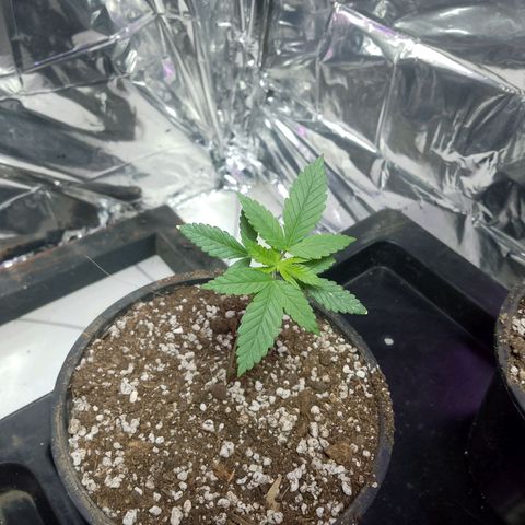 H3hemp (zumbi bride) growlog timeline photo