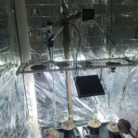 H3hemp (zumbi bride) growlog timeline photo