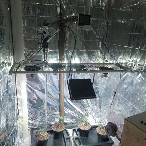 H3hemp (zumbi bride) growlog timeline photo