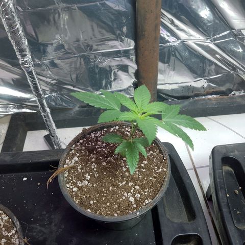 H3hemp (zumbi bride) growlog timeline photo