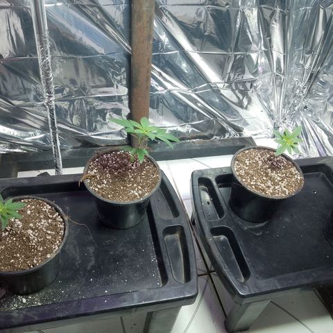 H3hemp (zumbi bride) growlog timeline photo