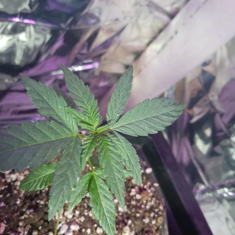 H3hemp (zumbi bride) growlog timeline photo