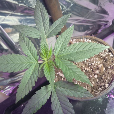 H3hemp (zumbi bride) growlog timeline photo