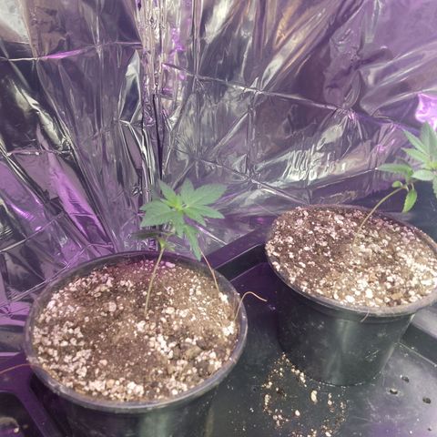 H3hemp (zumbi bride) growlog timeline photo