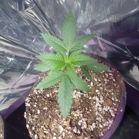 H3hemp (zumbi bride) growlog timeline photo