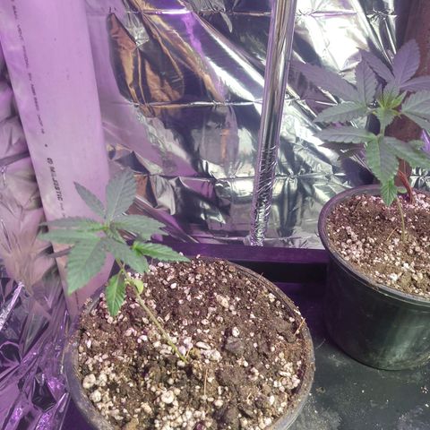 H3hemp (zumbi bride) growlog timeline photo