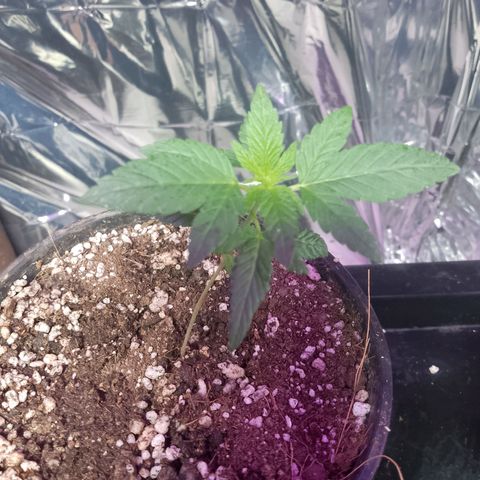 H3hemp (zumbi bride) growlog timeline photo