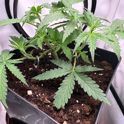 Fräulein Bonsai growlog photo: Haupttrieb getoppt + LST