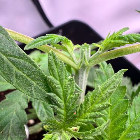Fräulein Bonsai growlog photo: Haupttrieb getoppt + LST