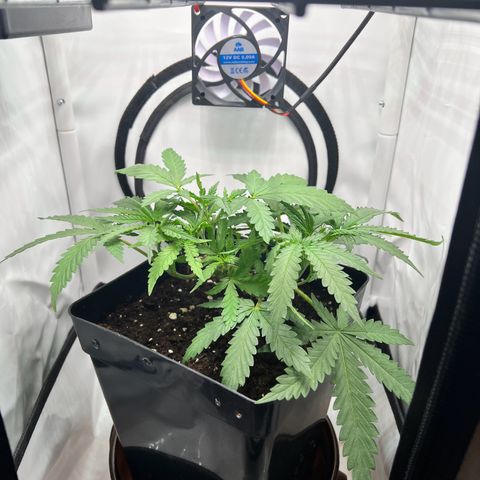 Fräulein Bonsai growlog timeline photo