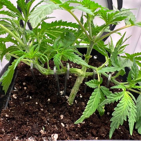 Fräulein Bonsai growlog photo: N Bissl entlaubt und weiter mit LST