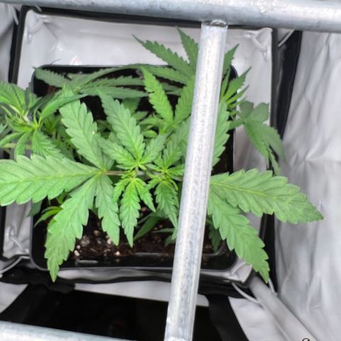 Fräulein Bonsai growlog photo: N Bissl entlaubt und weiter mit LST