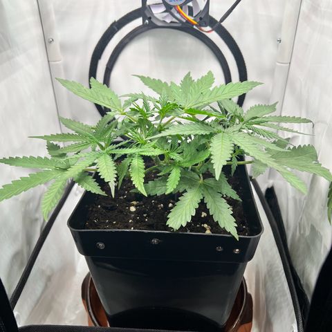 Fräulein Bonsai growlog photo: Der nächste Morgen nach der ersten Nährstoffgabe