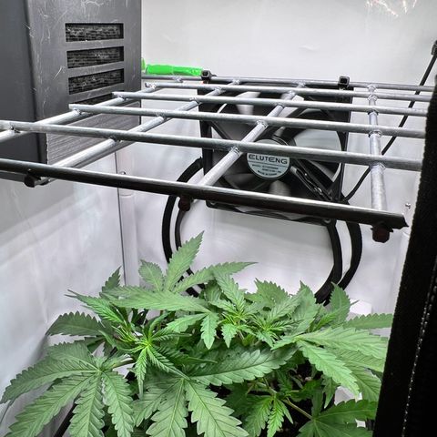 Fräulein Bonsai growlog photo: Scroggitter aus Stahl (zugeschnitten)
