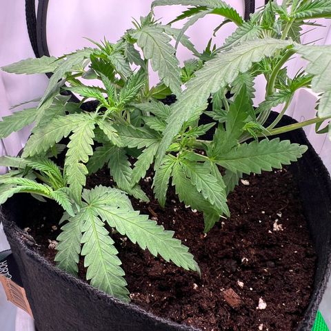 Fräulein Bonsai growlog timeline photo