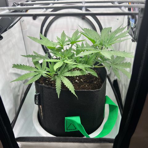 Fräulein Bonsai growlog photo: Morgens nach dem Topfwechsel Nr 2