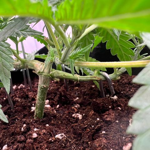 Fräulein Bonsai growlog photo: Jeden Tag n bissl Training 💪🏻🌱