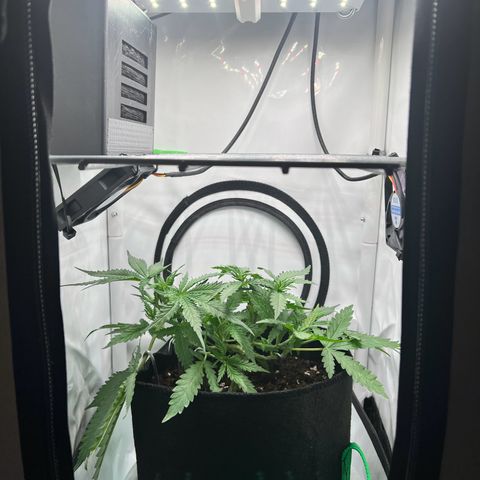 Fräulein Bonsai growlog photo: Jeden Tag n bissl Training 💪🏻🌱