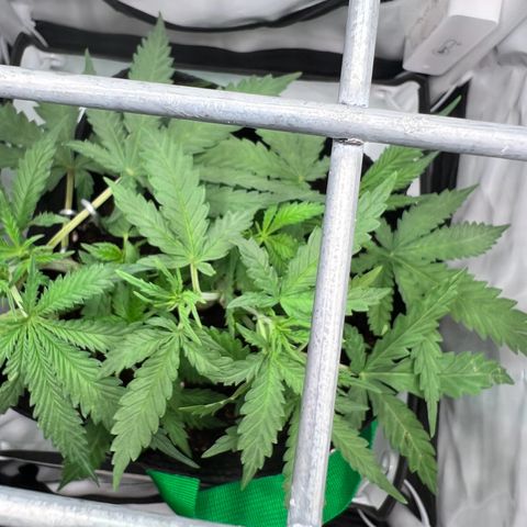 Fräulein Bonsai growlog photo: Jeden Tag n bissl Training 💪🏻🌱