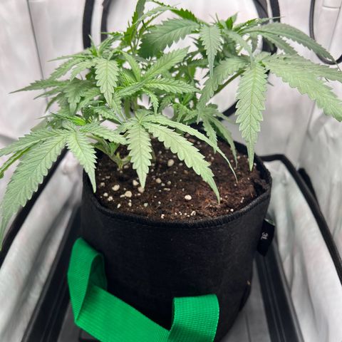 Fräulein Bonsai growlog photo: Bilder nach dem Stofftopfwechsel