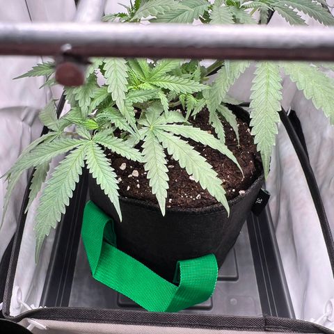 Fräulein Bonsai growlog photo: Bilder nach dem Stofftopfwechsel