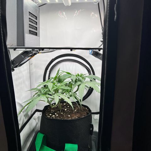 Fräulein Bonsai growlog photo: Bilder nach dem Stofftopfwechsel