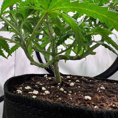 Fräulein Bonsai growlog photo: Jack Bonsai Vegi Woche 5 💪🏻🌱