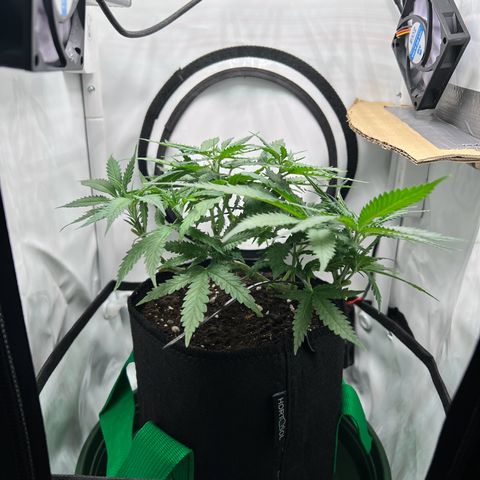 Fräulein Bonsai growlog photo: Nährstoffe 43/13 
