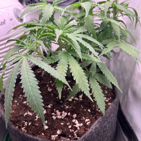 Fräulein Bonsai growlog photo: Vor Wässerung und Nährstoffgabe