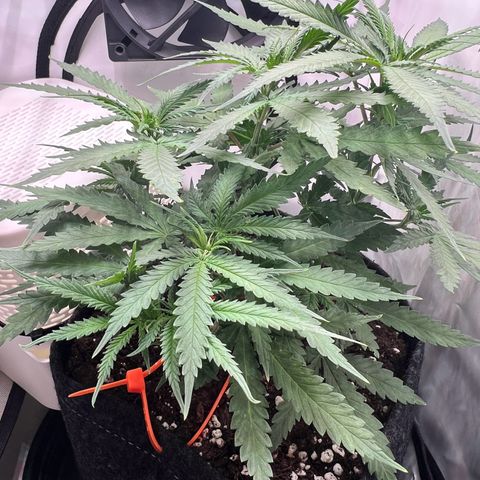 Fräulein Bonsai growlog photo: Vor der Wässerung und Nährstoffgabe