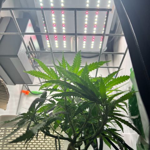 Fräulein Bonsai growlog photo: Tag nach der Wässerung und Nährstoffgabe