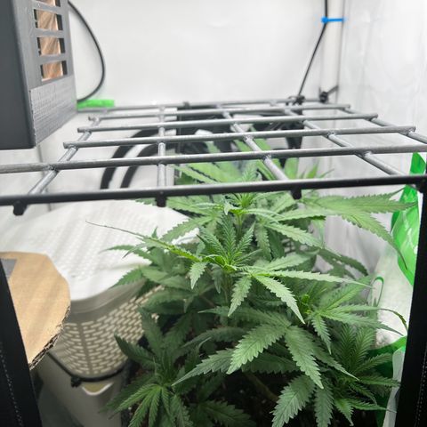 Fräulein Bonsai growlog photo: Tag nach der Wässerung und Nährstoffgabe