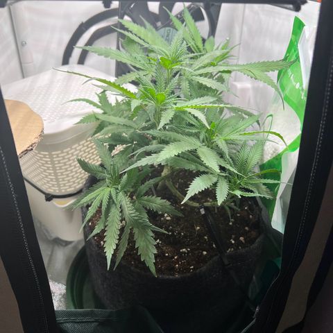 Fräulein Bonsai growlog photo: Tag nach der Wässerung und Nährstoffgabe