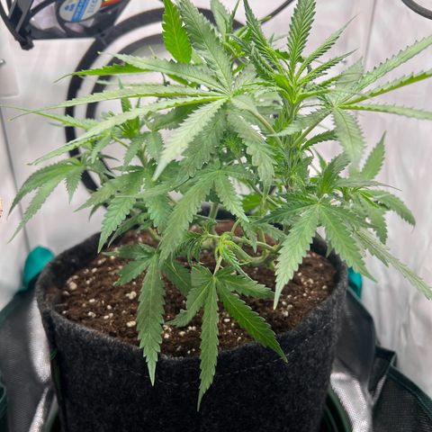 Fräulein Bonsai growlog photo: Obwohl in der Blüte (Tag 3) trotzdem entlaubt und 2 Triebe getoppt