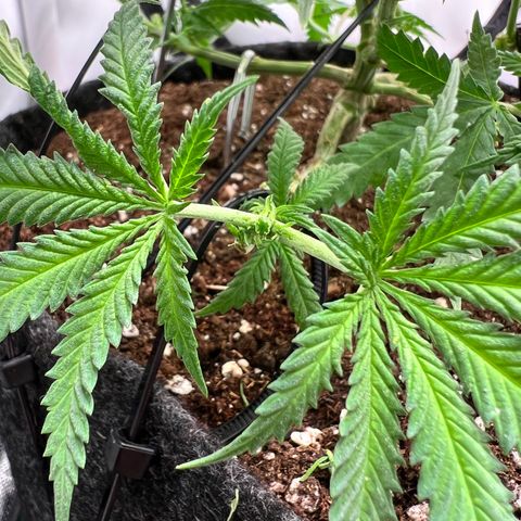 Fräulein Bonsai growlog photo: Topping und Sicht von Oben