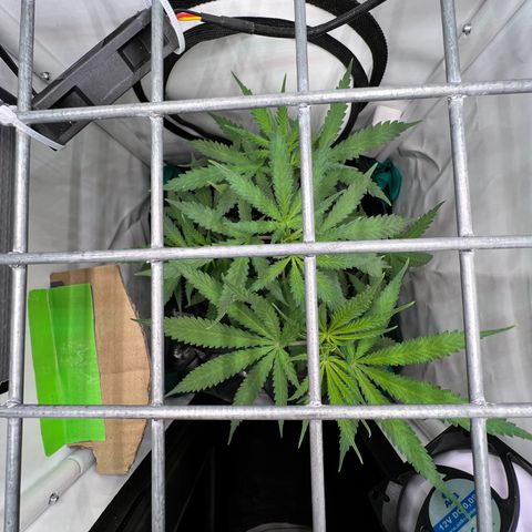 Fräulein Bonsai growlog photo: Topping und Sicht von Oben