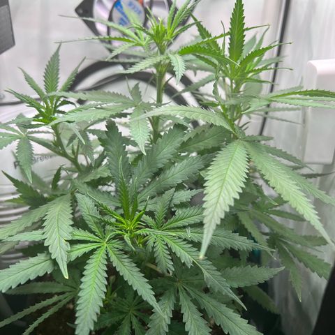 Fräulein Bonsai growlog photo: Der Strech beginnt…🌱💪🏻
