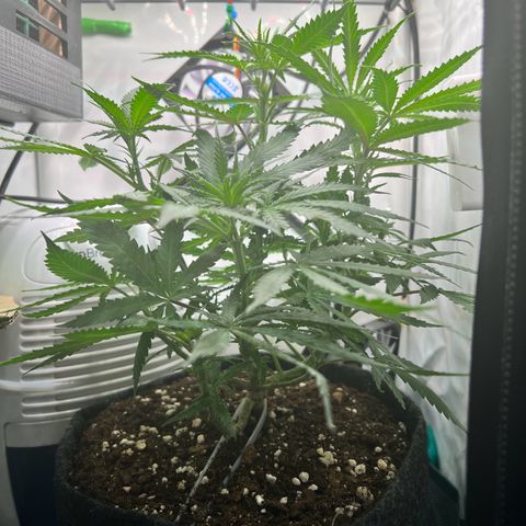 Fräulein Bonsai growlog photo: Der Strech beginnt…🌱💪🏻